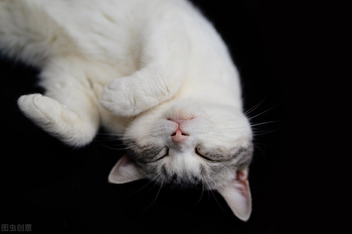 猫咪十大常见病和预防方法,猫咪常见检查