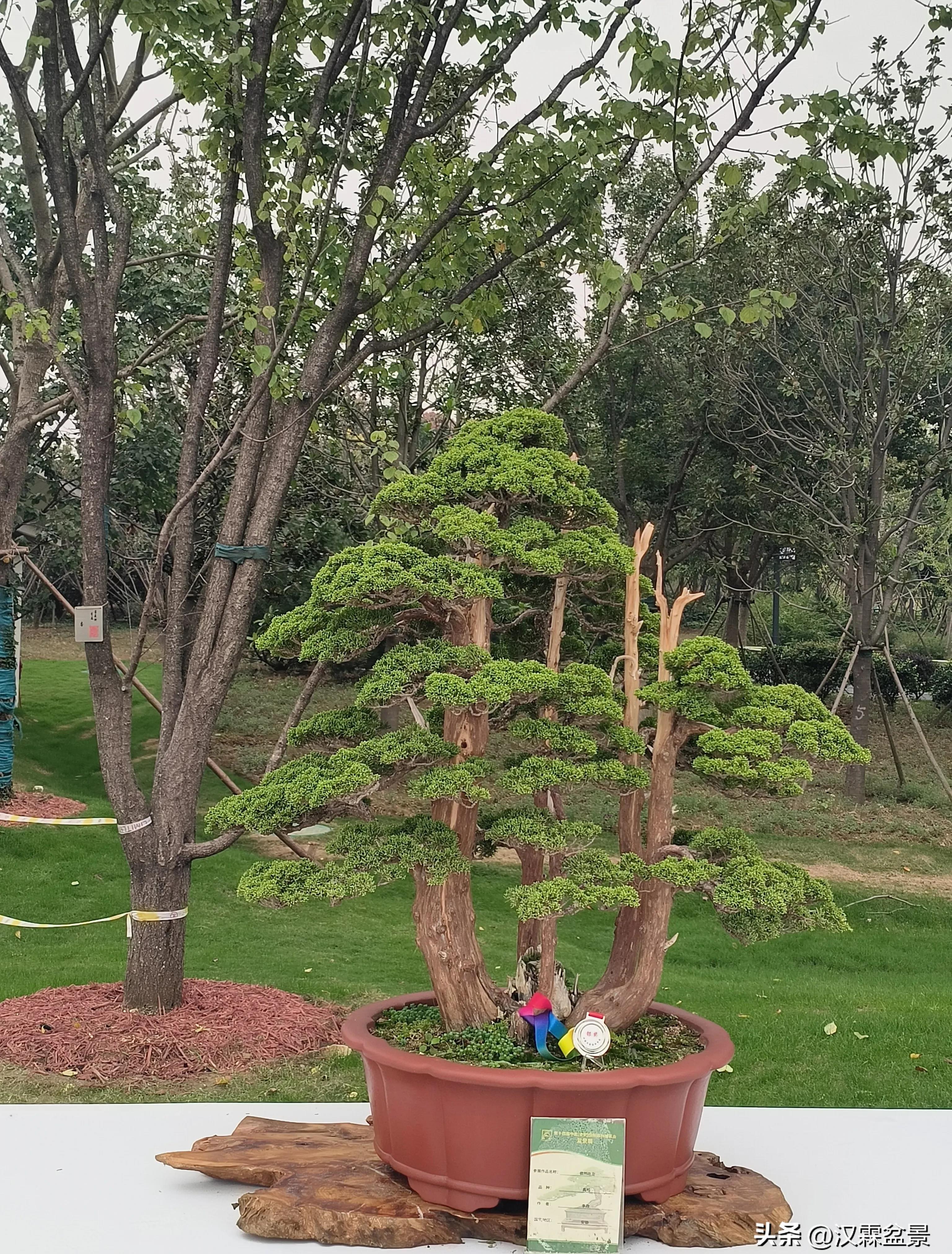 广州园林盆景展,精品大型盆景展会大全