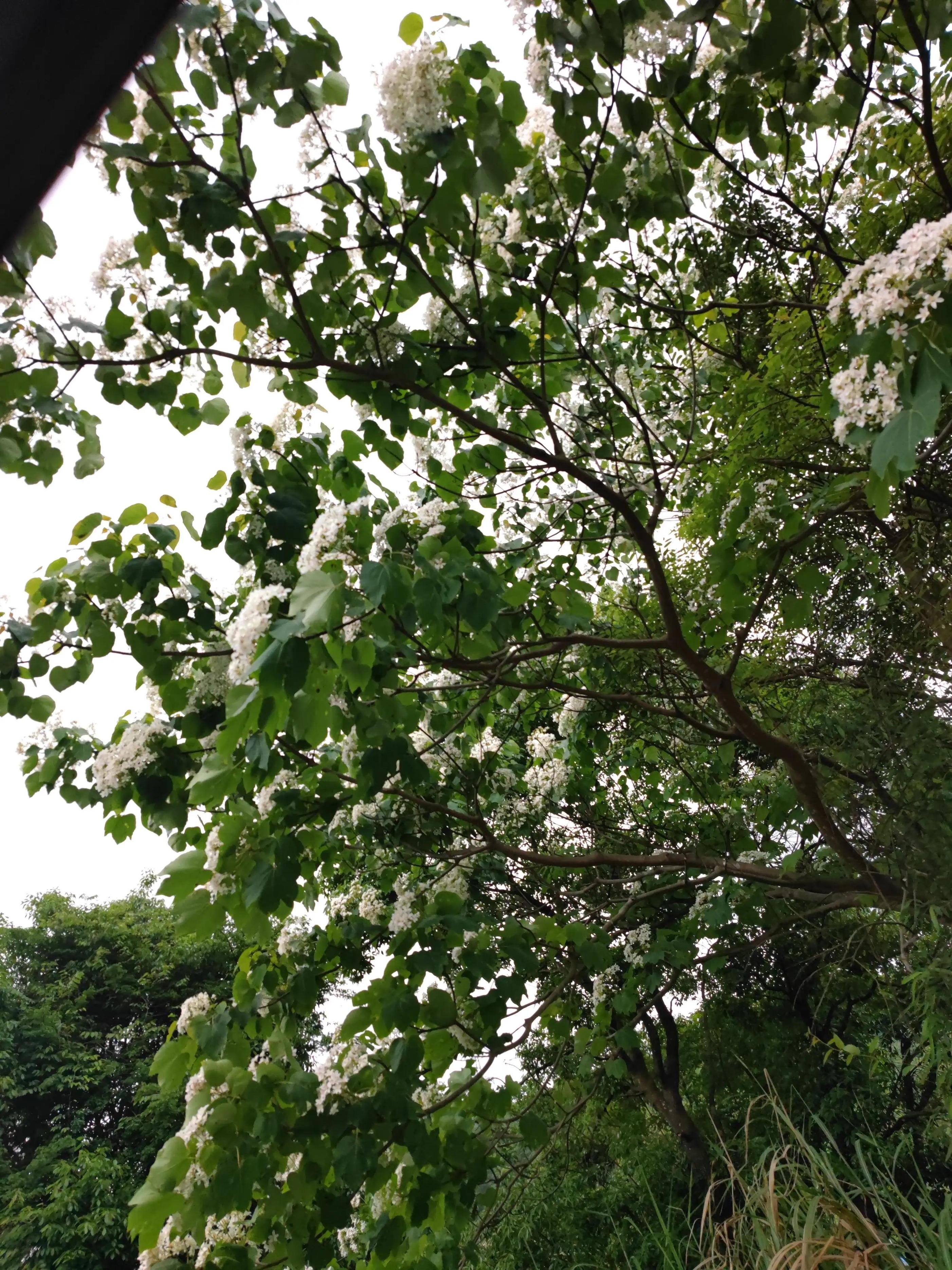 永定土楼、厦门三天游攻略