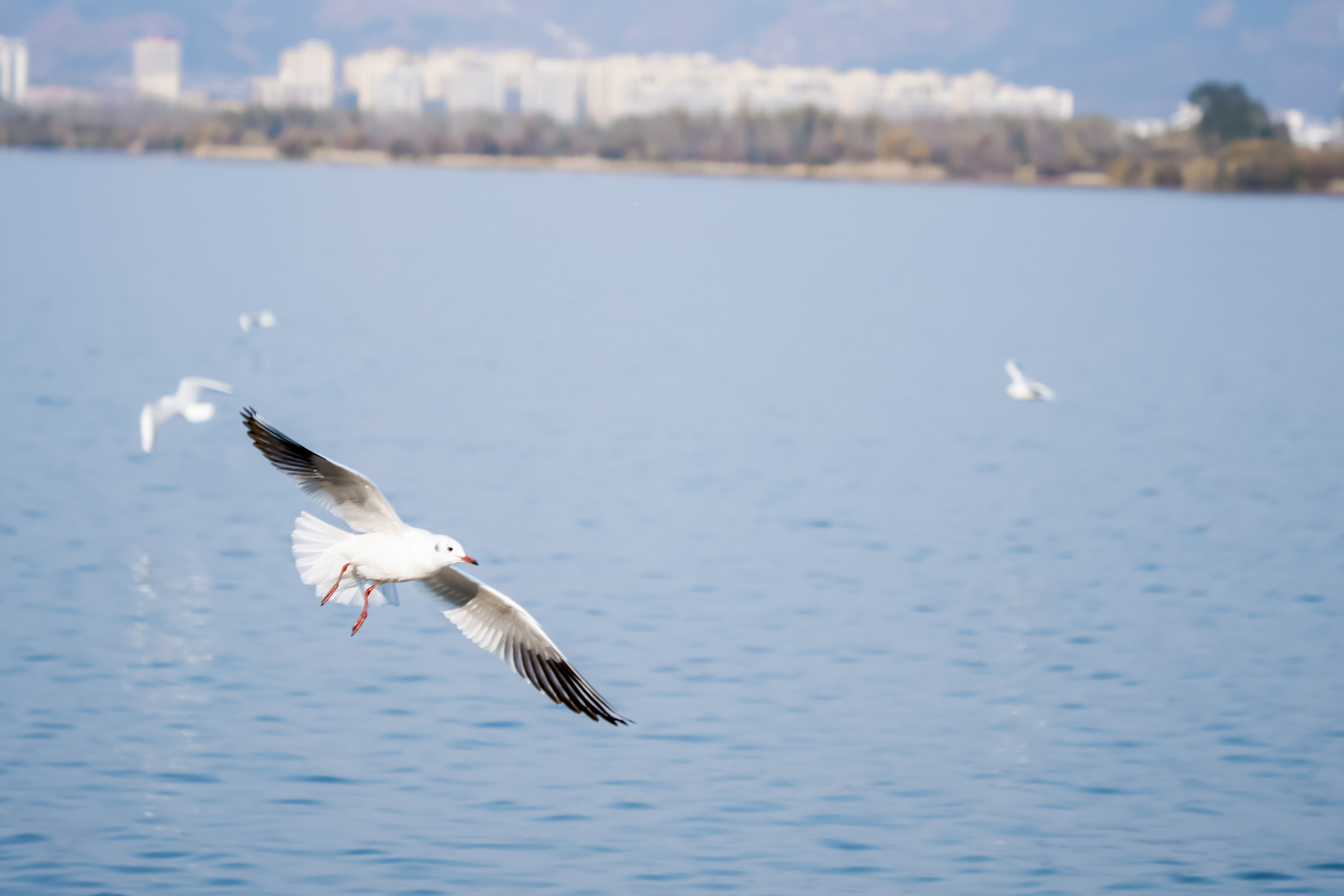 我在凉山过大年,我在四川过大年