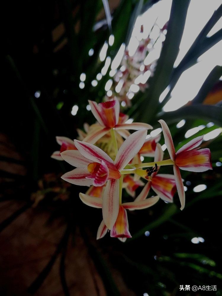 带你认识中华兰花纹瓣兰,顶级纹瓣兰图片