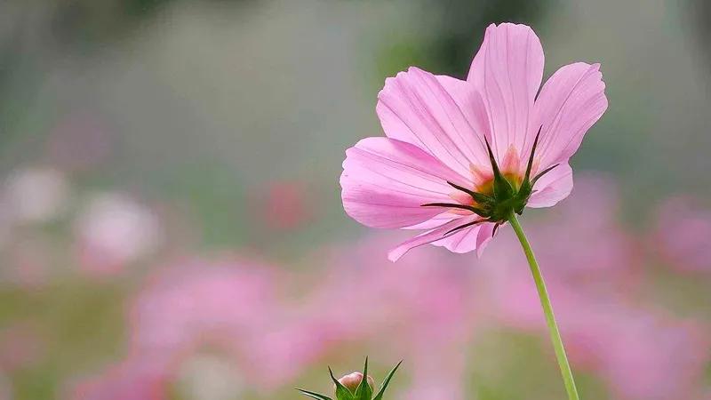 男人的帅气不只体现在长相上,男人真正的魅力不是金钱和长相