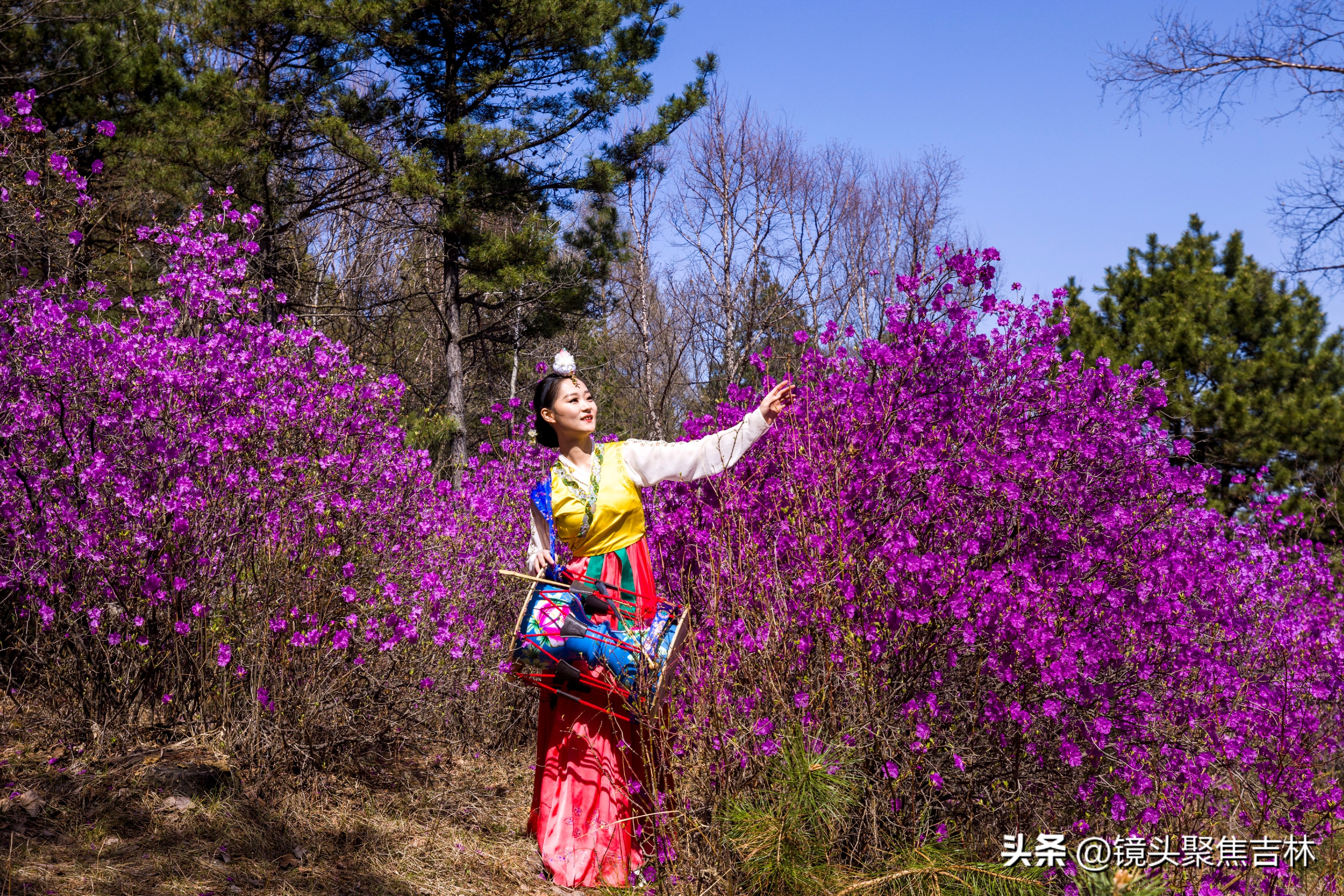 *光春**明媚吉林延边州金达莱花开美如“童话世界”