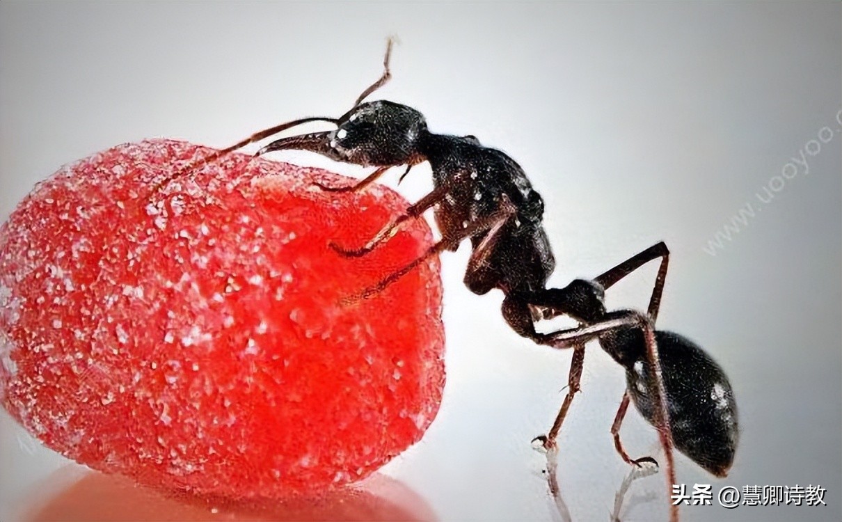 六年级上册习作蚂蚁变形记,六年级上册语文习作蚂蚁变形记