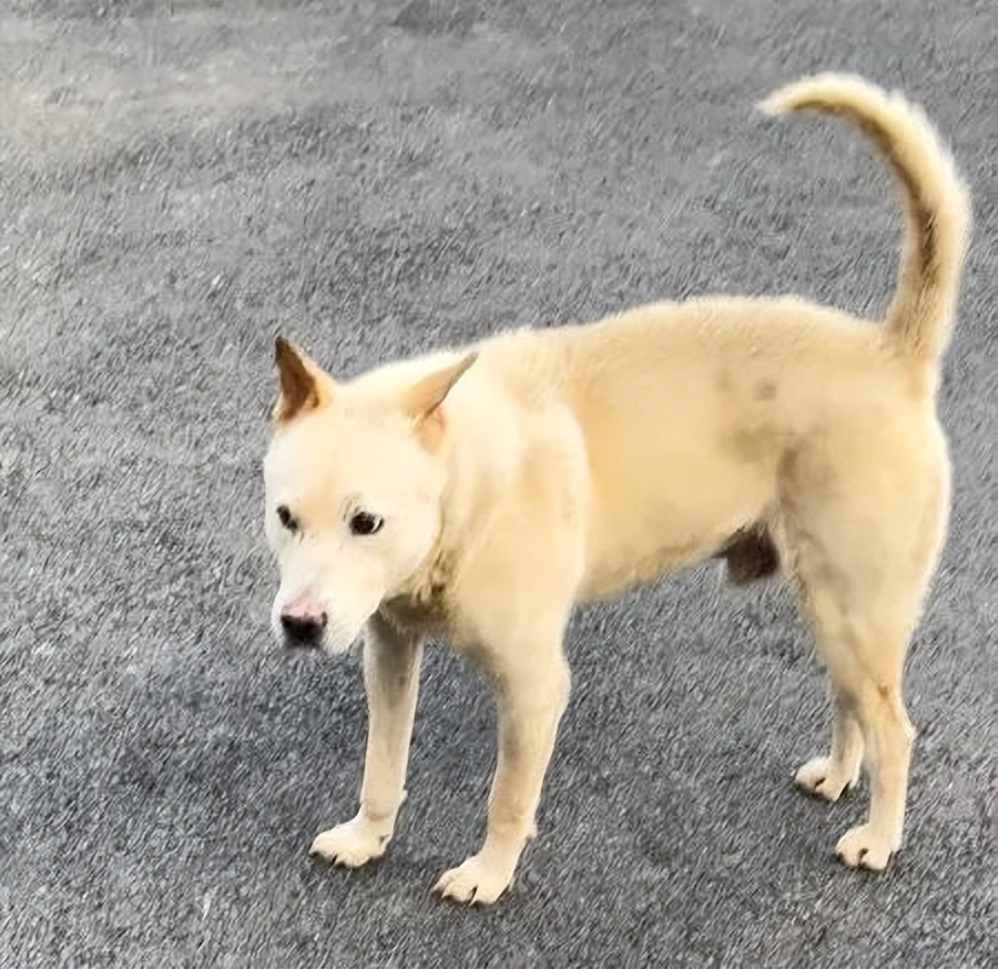 金毛误入地铁站后续,金毛闯地铁