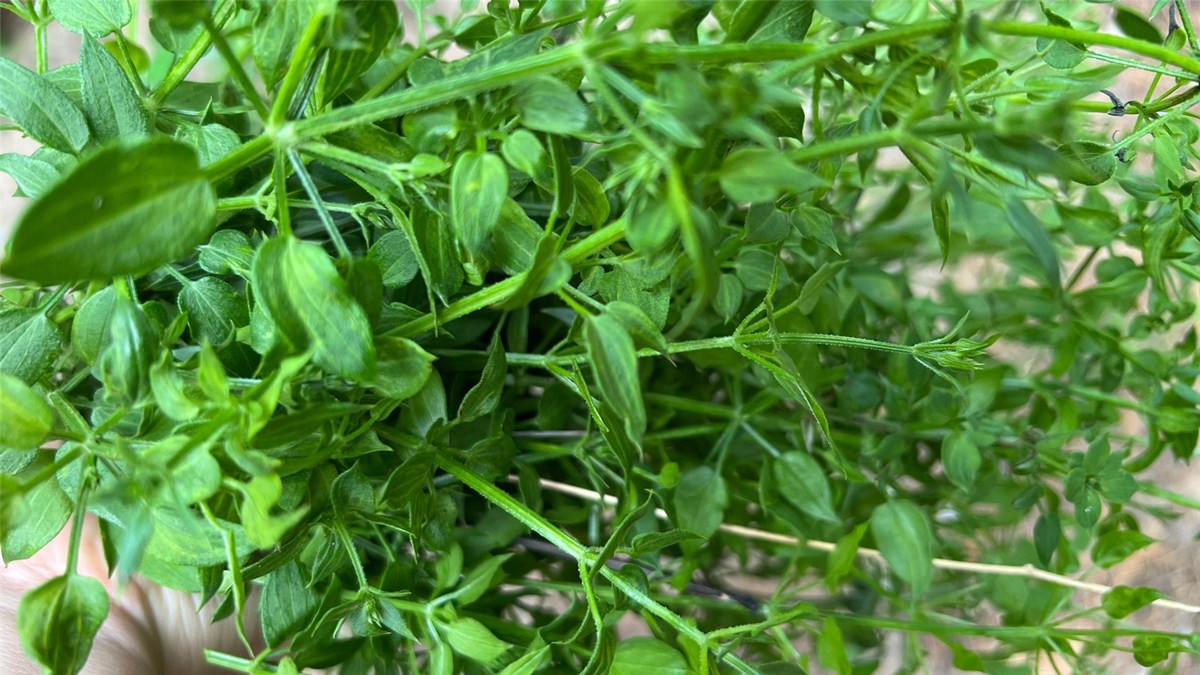 入秋后遇见这菜别手软,立秋后遇到这菜千万别错过