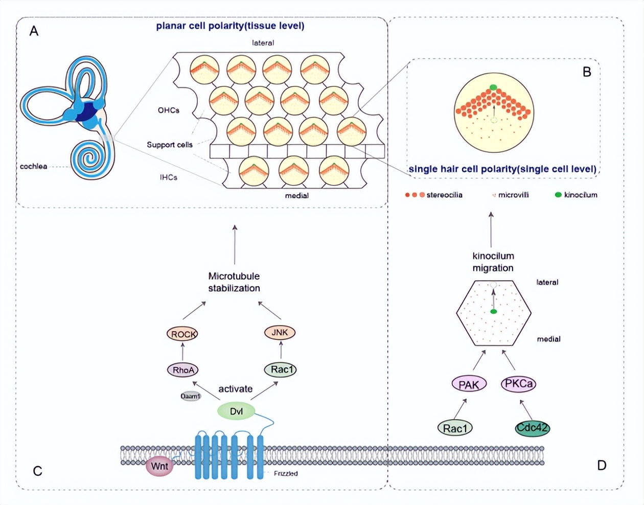 南通大学刘东团队提出RhoGTPase家族成员是治疗感音神经性耳聋的潜在靶点