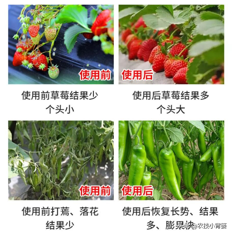 三分钟学会菌剂和菌肥的区别,菌剂和菌肥怎么选择