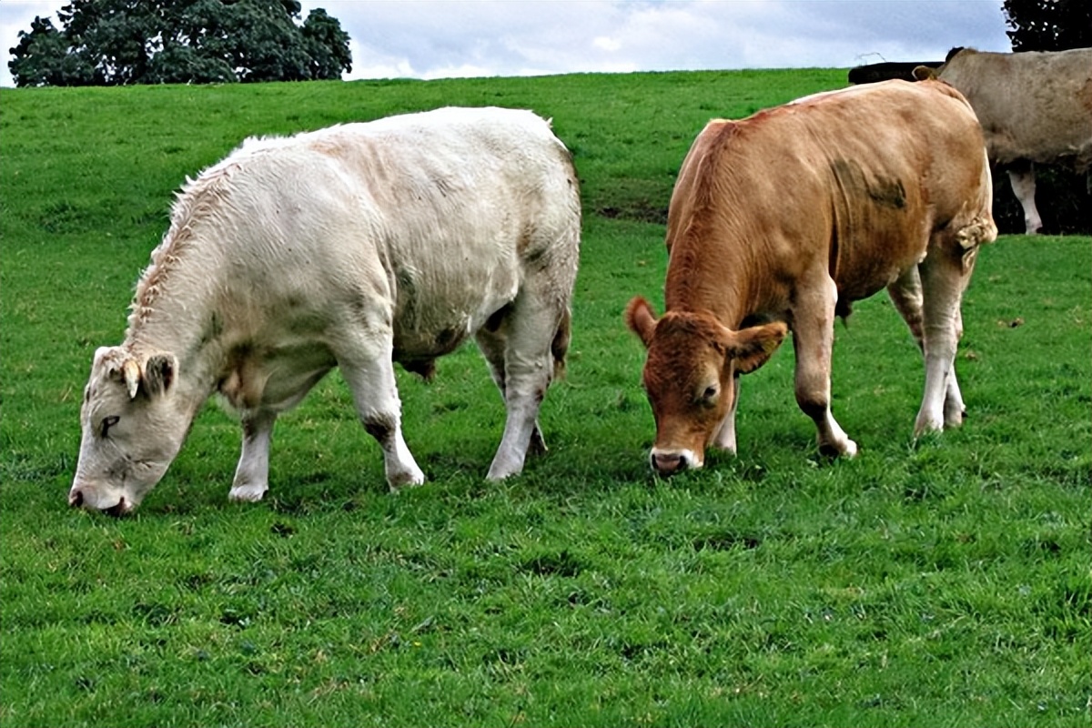 为什么牛肉可以生吃猪肉不可以,牛肉可以生吃为什么猪肉不行