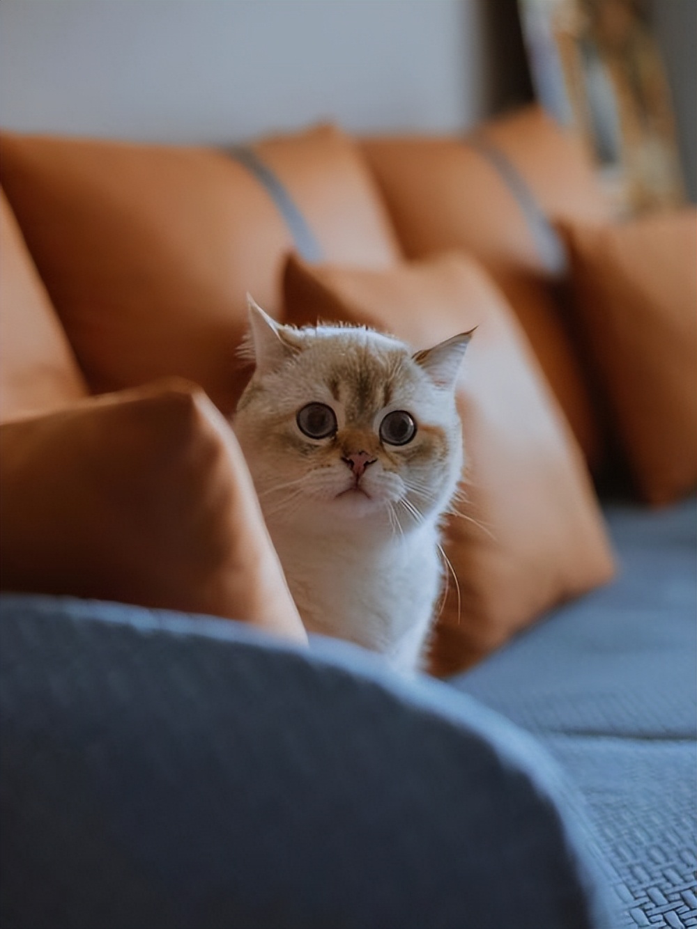 没圈养过的猫咪被圈养会怎么样,猫咪到底喜不喜欢被圈养