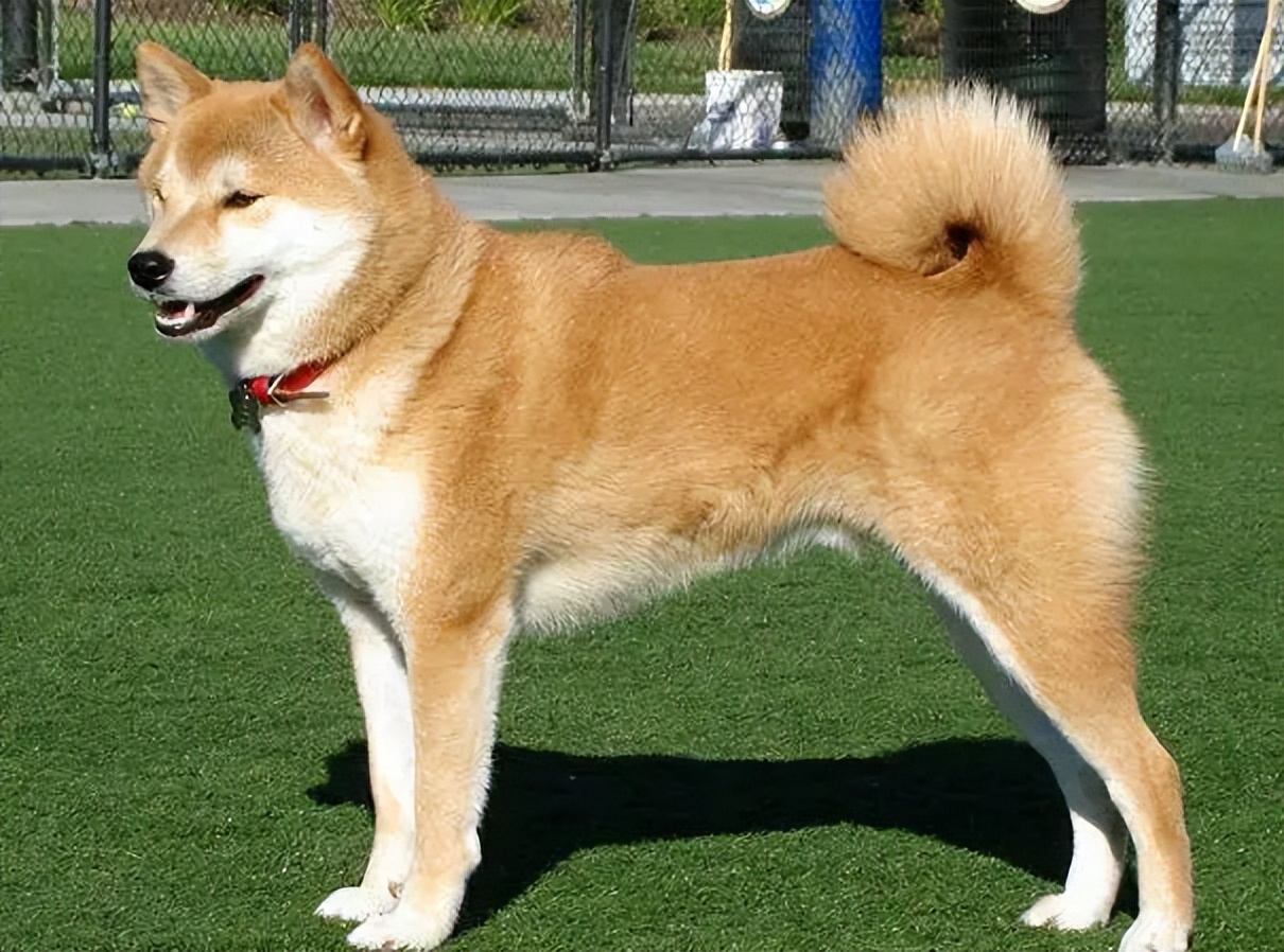 宠物夏季防病措施有哪些,夏季养宠物犬注意事项