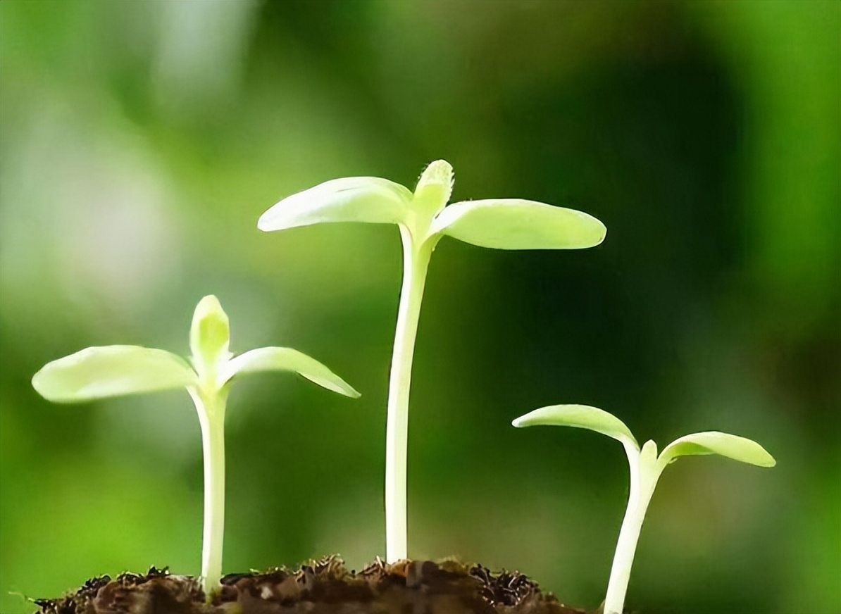 北京理工大学不婚女生采访原视频,北京理工大学女博士不结婚