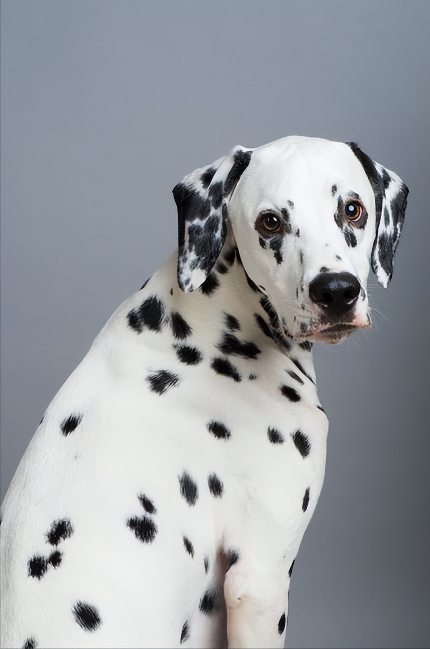 斑点狗杂交拉布拉多,杂交的斑点狗是什么样的啊