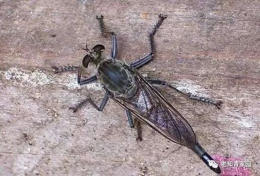 我的苦乐人生——下乡九年的蹉跎岁月