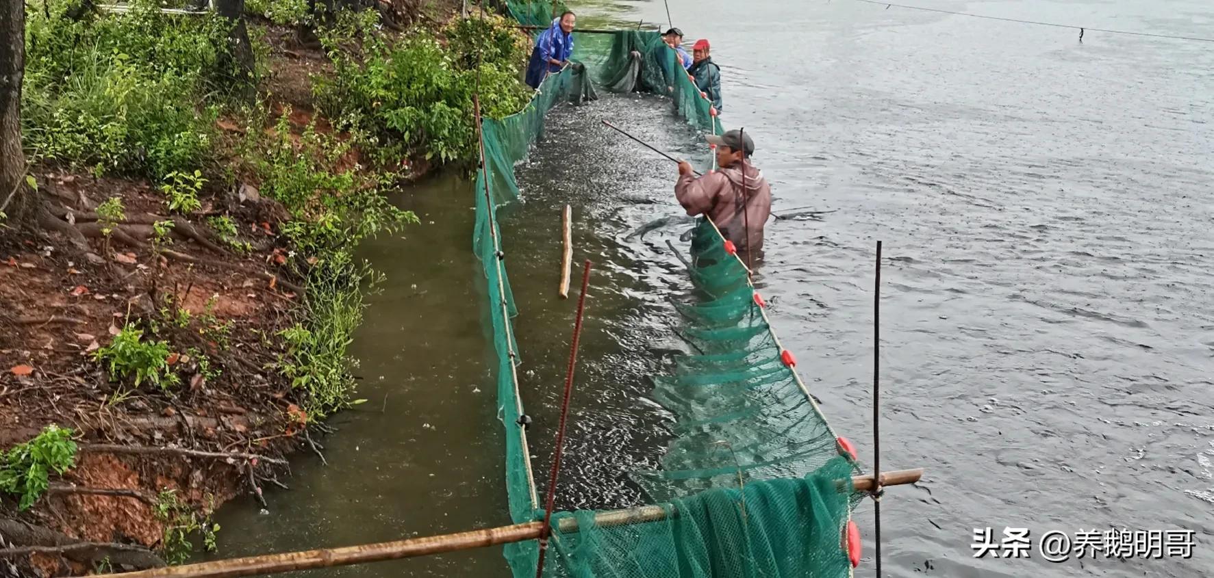 赤壁50亩鱼塘承包费一年要多少钱,25亩鱼塘承包要多少租金