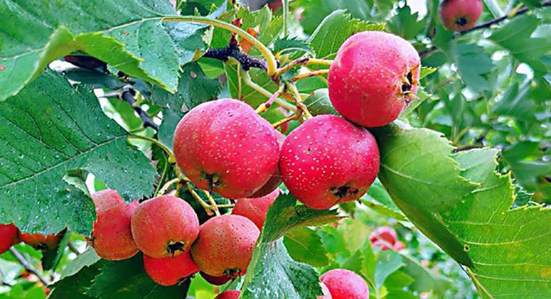 财富加速器：金融引爆产业力量