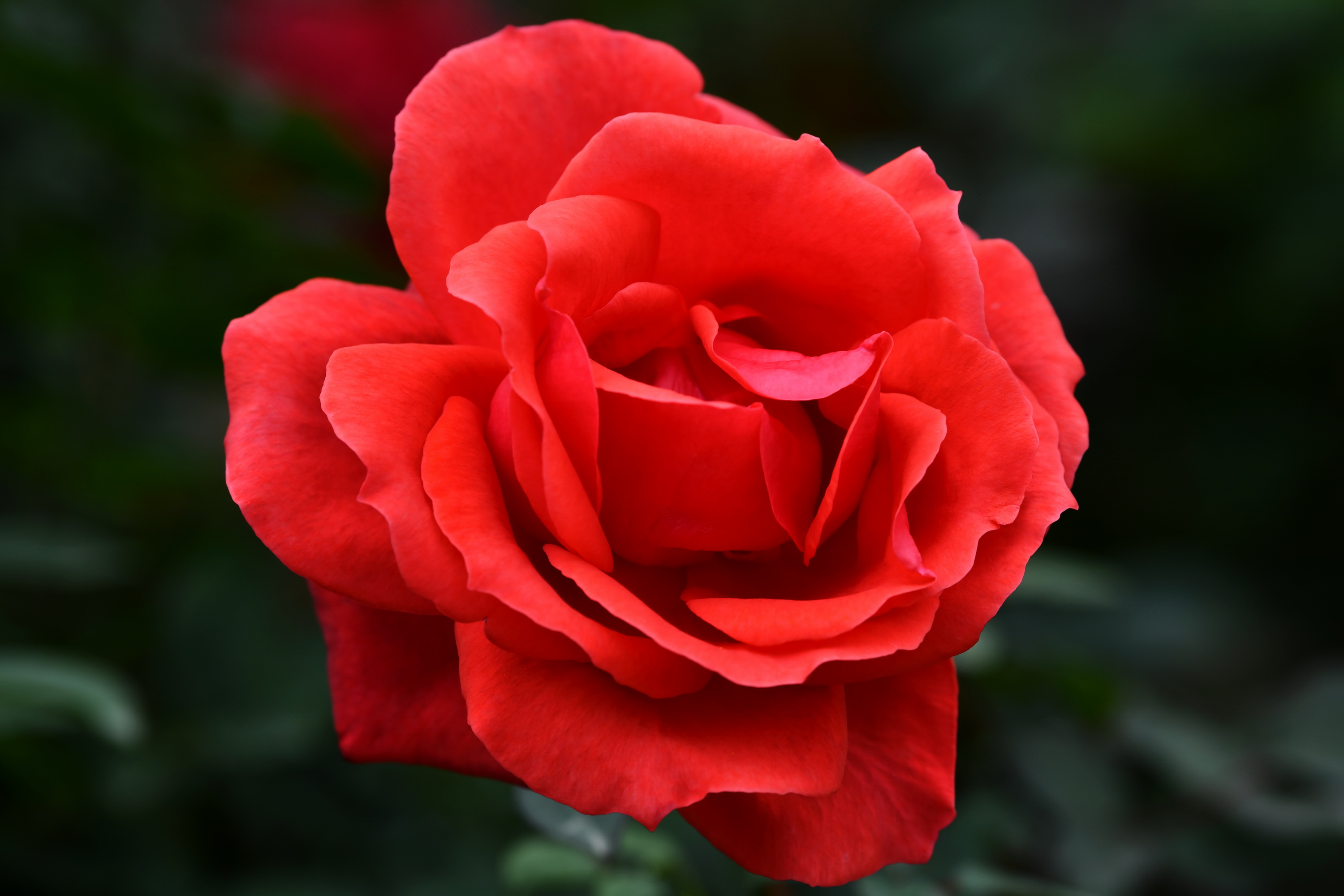 广州市番禺区宝墨园攻略,广州宝墨园景观