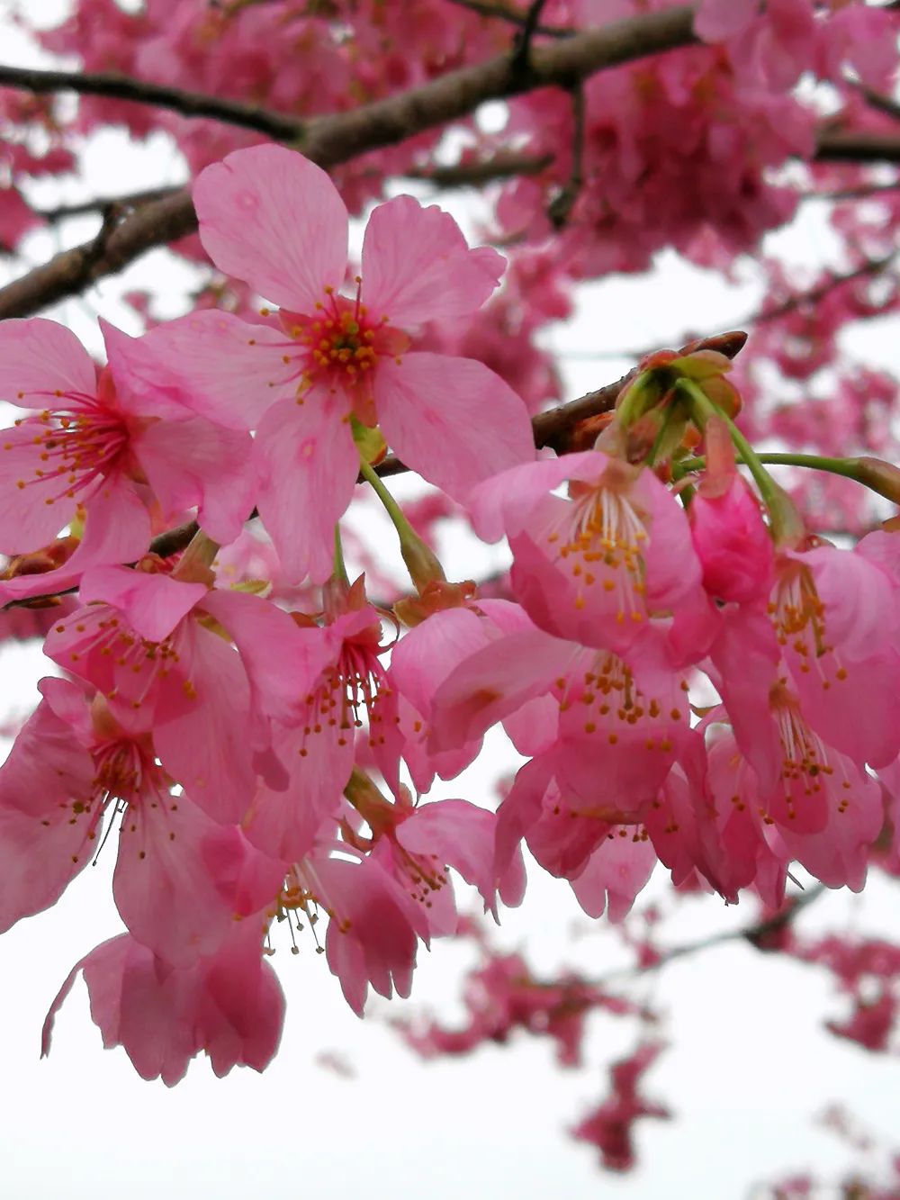 初春河津樱花图片大全,河津樱花品种大全