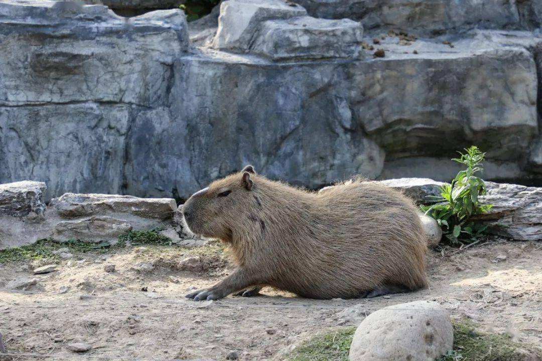 1992年,河北男子花30万买两只病鼠,几年后反而大赚8000万