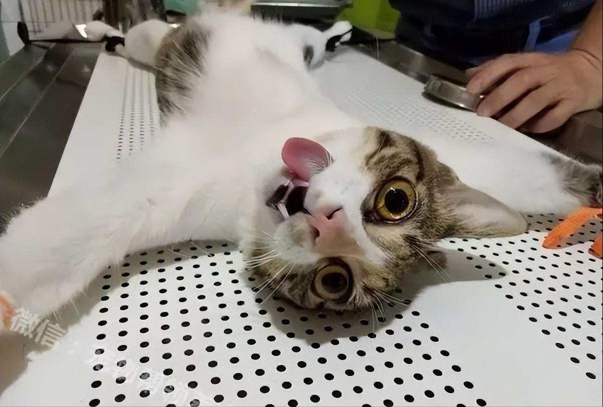 猫咪有这三种行为说明你得罪它了,千万不要忽略了猫咪这几种行为