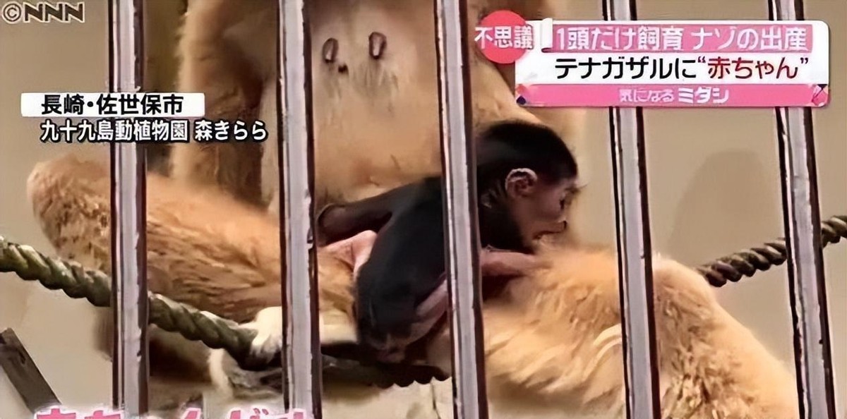 母猴怀孕饲养员背黑锅,日本母猴突然产子