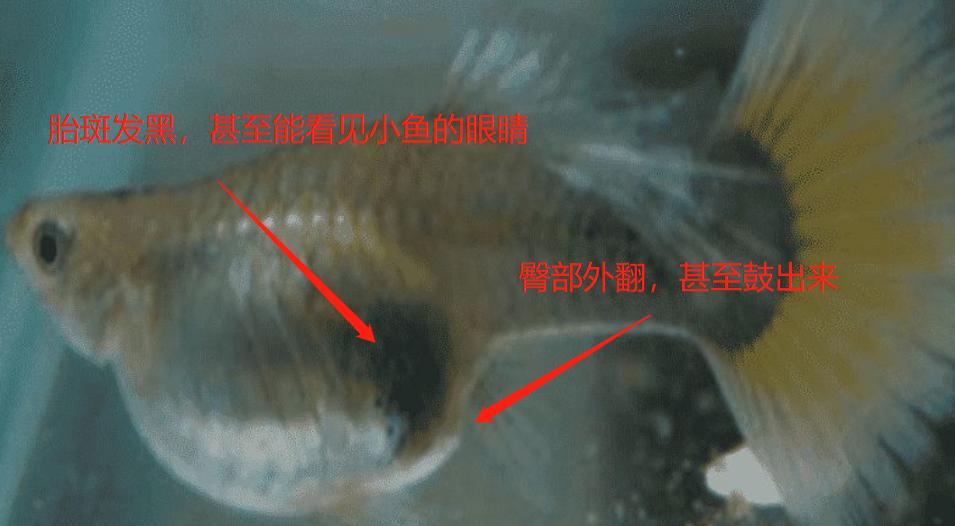 孔雀鱼怎样养会越养越多,为什么大孔雀鱼越养越少