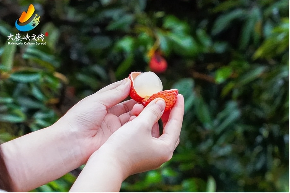 滴滴滴！2023年桂平荔枝最全采购指南！你的桂平荔枝已到达！