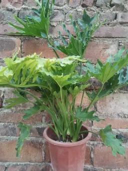 大叶春雨的功效和副作用有哪些,大叶春芋可以放在卧室吗