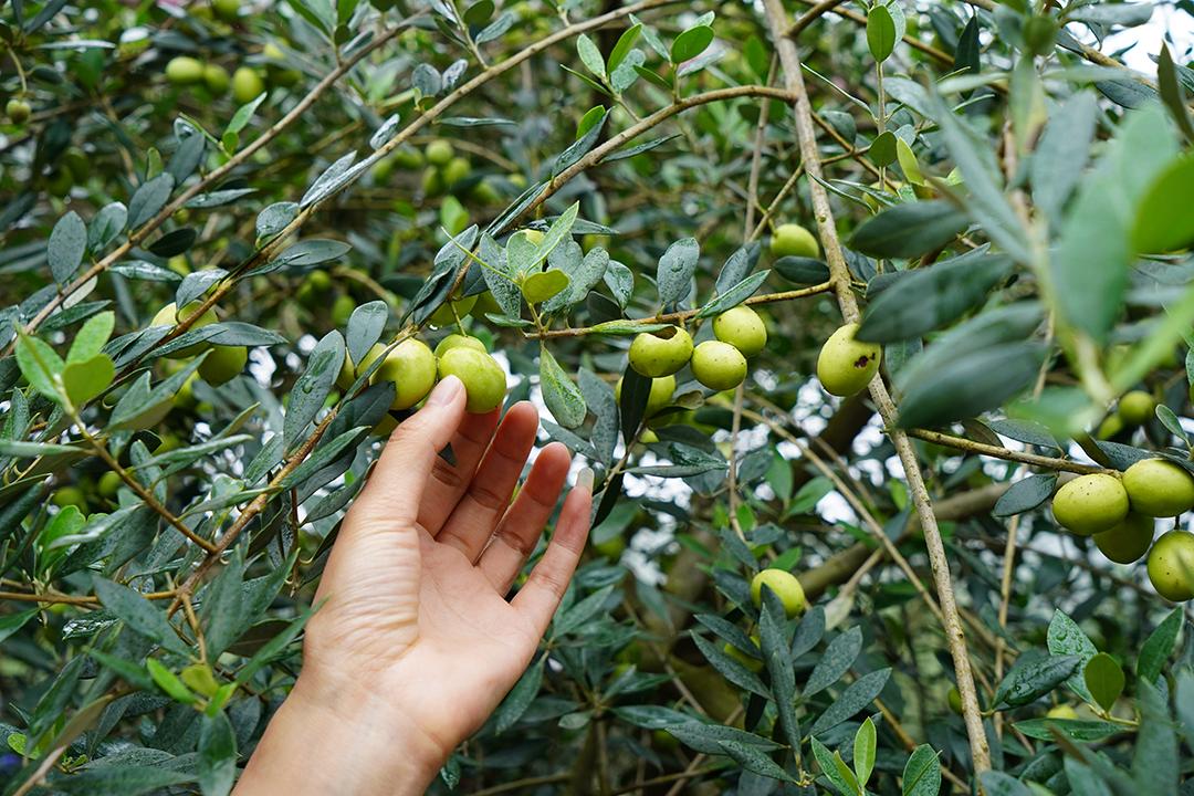 到四川广元必带的土特产,四川广元土特产有哪些