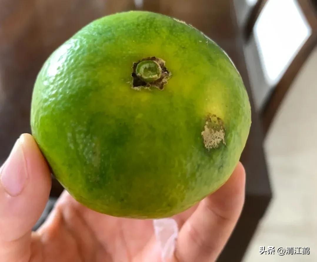 如何防柑橘成熟期低温落果,柑橘返青后怎样脱青