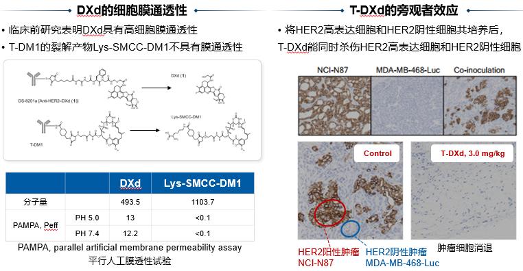 her2抗体偶联物恩美曲妥珠,her2的新型抗体药物偶联物