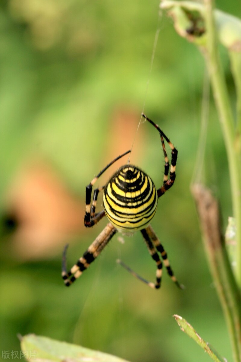 蜘蛛网是如何形成的它们从何而来,蜘蛛网属于什么材质