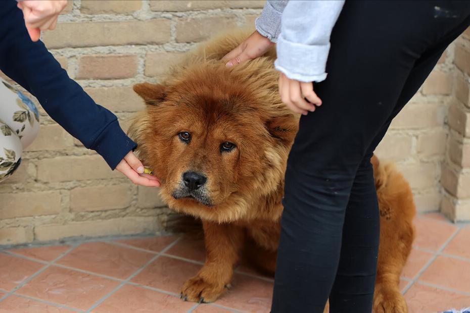 松狮犬挑食厉害怎么办？这些办法，铲屎官可以尝试一下