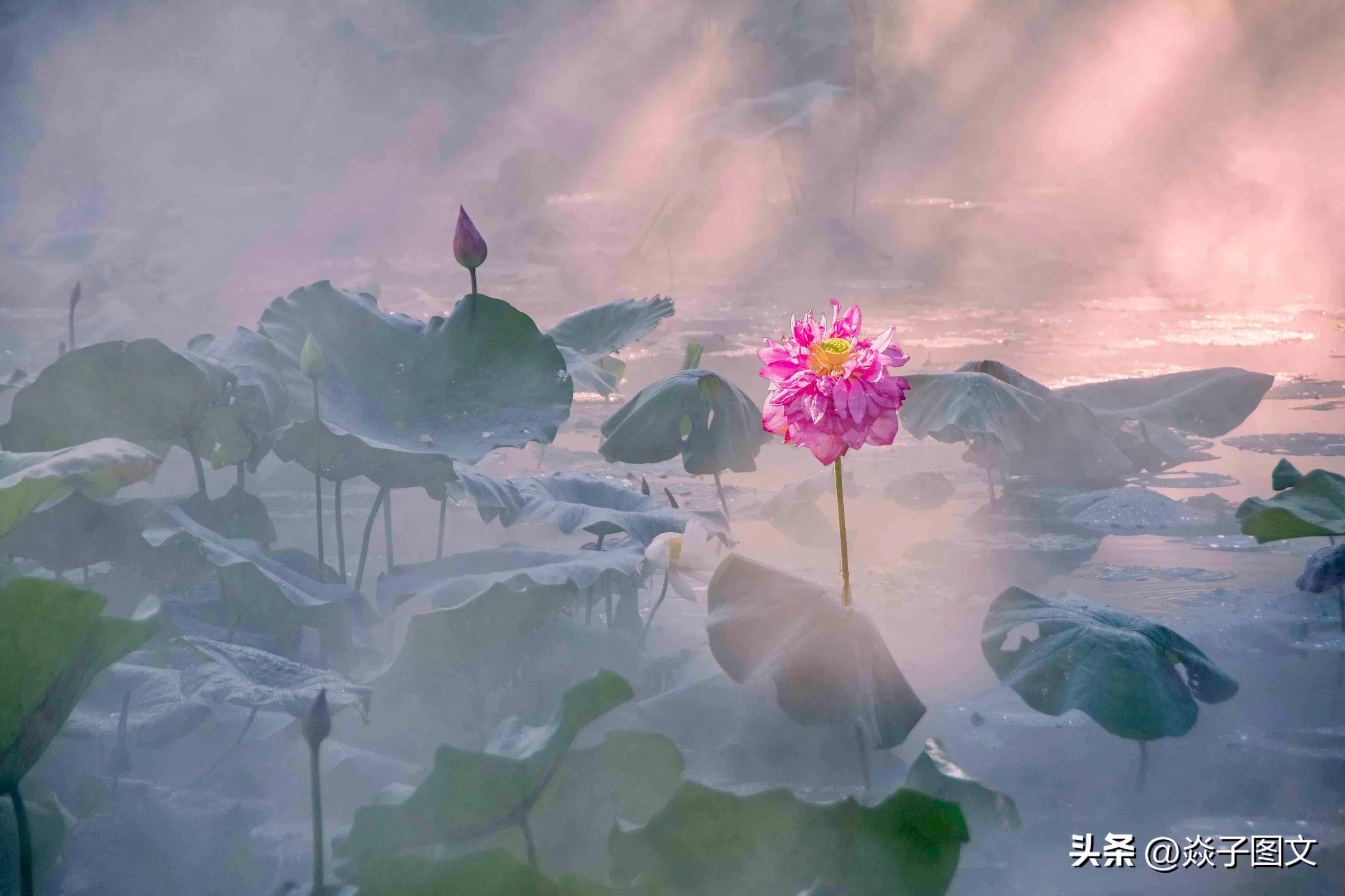 不嫁春风的俏“姑娘”，美爆了深圳这一湖一园