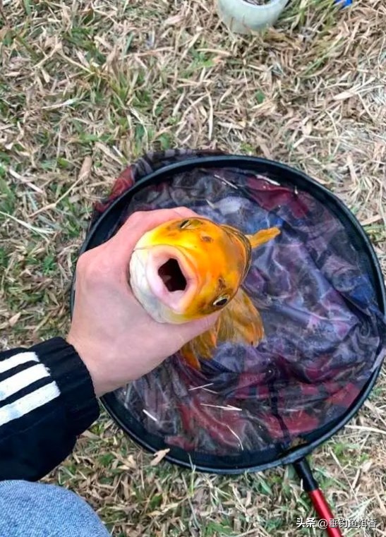 钓到黄金鲤鱼要不要放生,放生买什么鱼最吉利