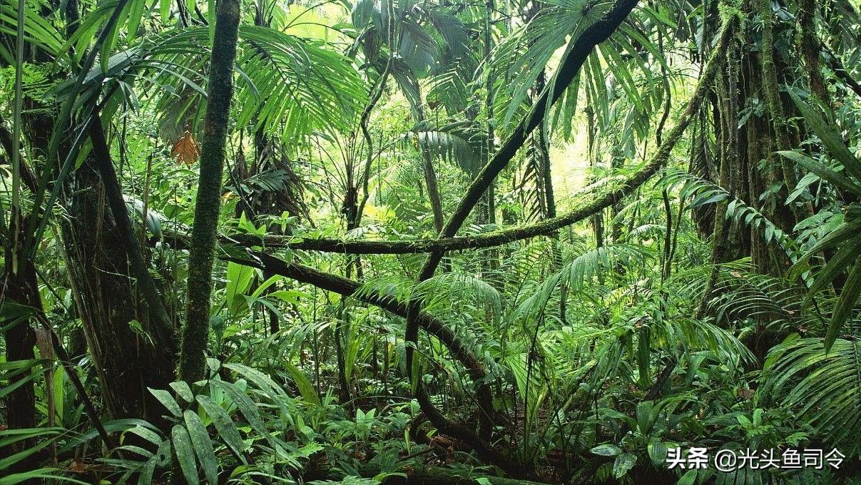 亚马逊河为什么被称为人类禁区,亚马逊河到底有多可怕