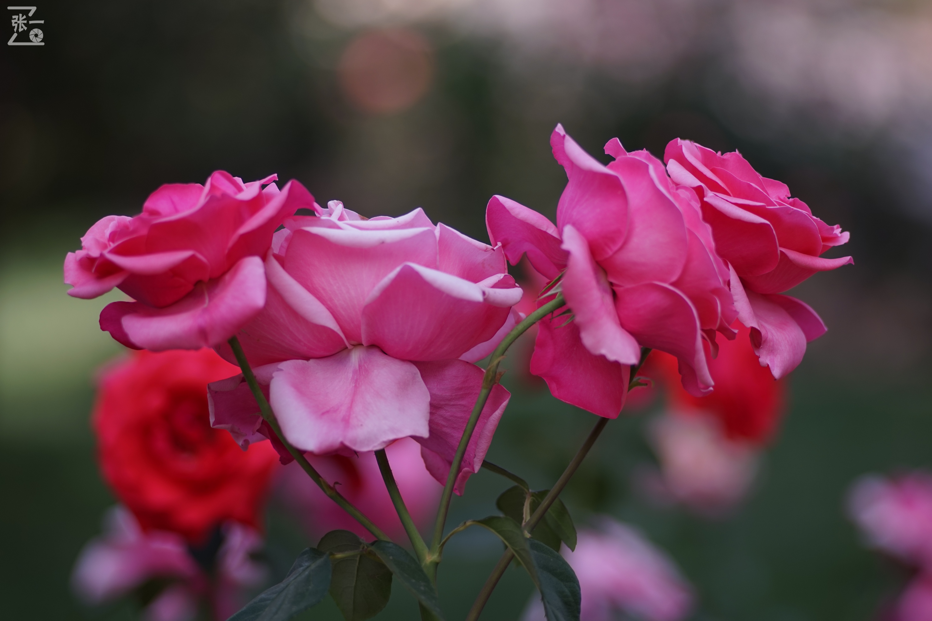 蔡司sonnar50毫米,蔡司sonnar镜头生产年份