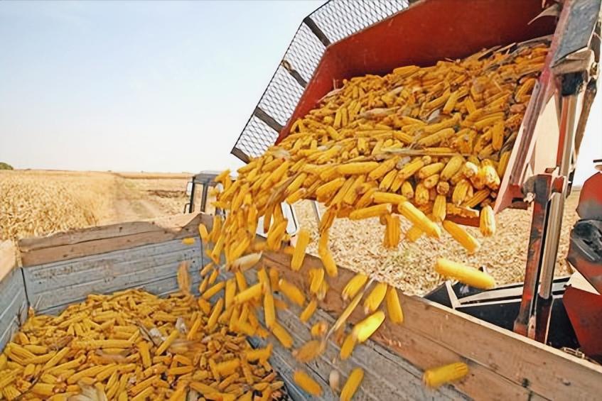 美国玉米为什么大跌,中国加大美国玉米订购量