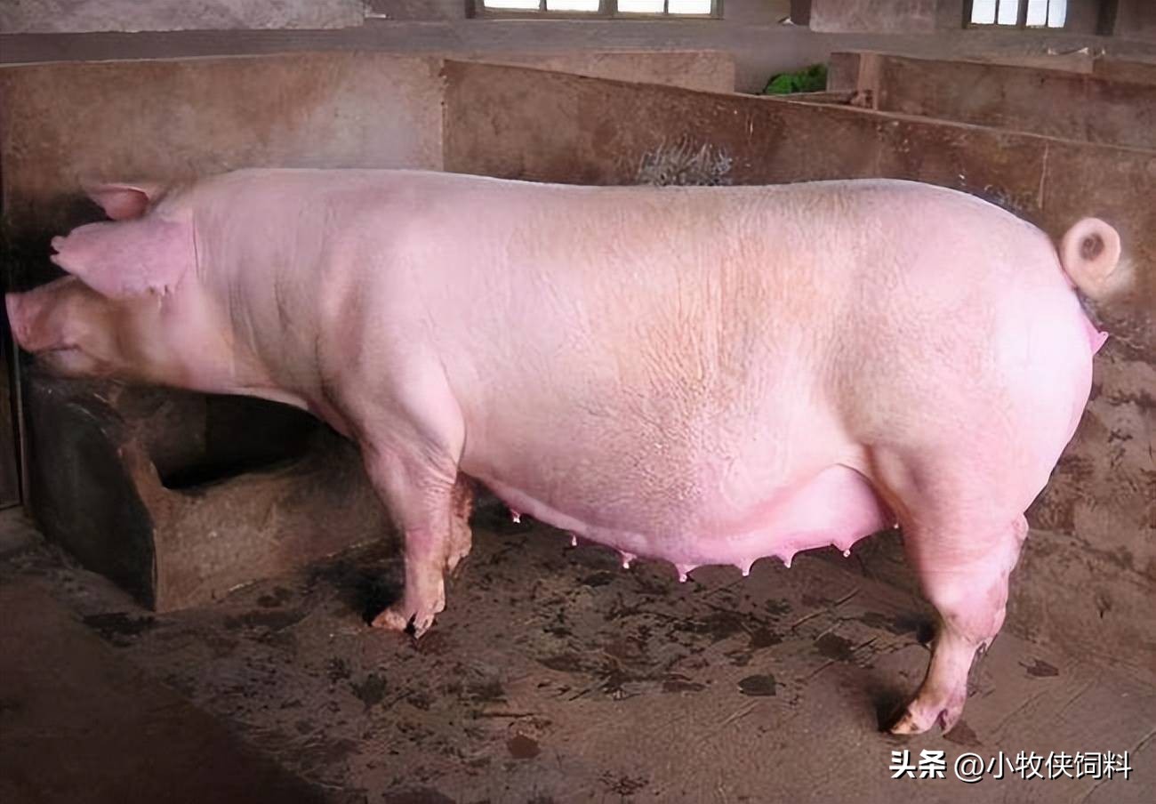 母猪产后消炎最新方法,母猪产后消炎最佳方法