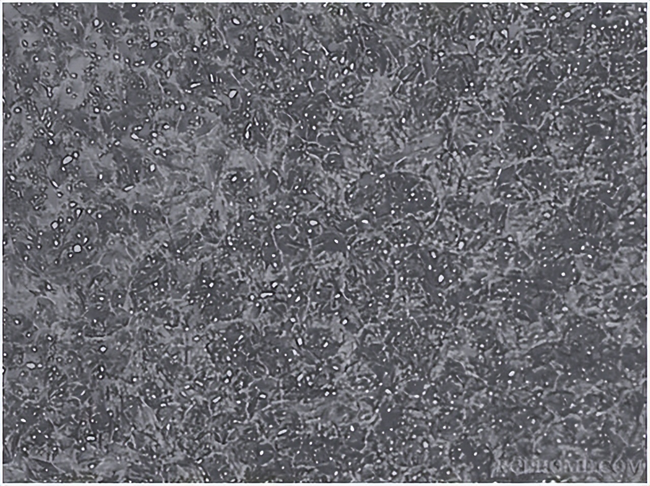 钢铁进化,钢铁进化小说