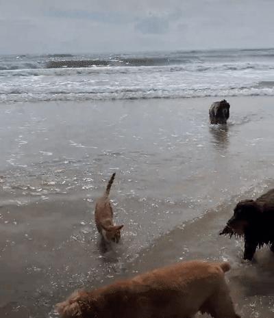 捡来的小橘把狗当妈妈,开始逐渐狗化,一起拆家、听指令、游泳…