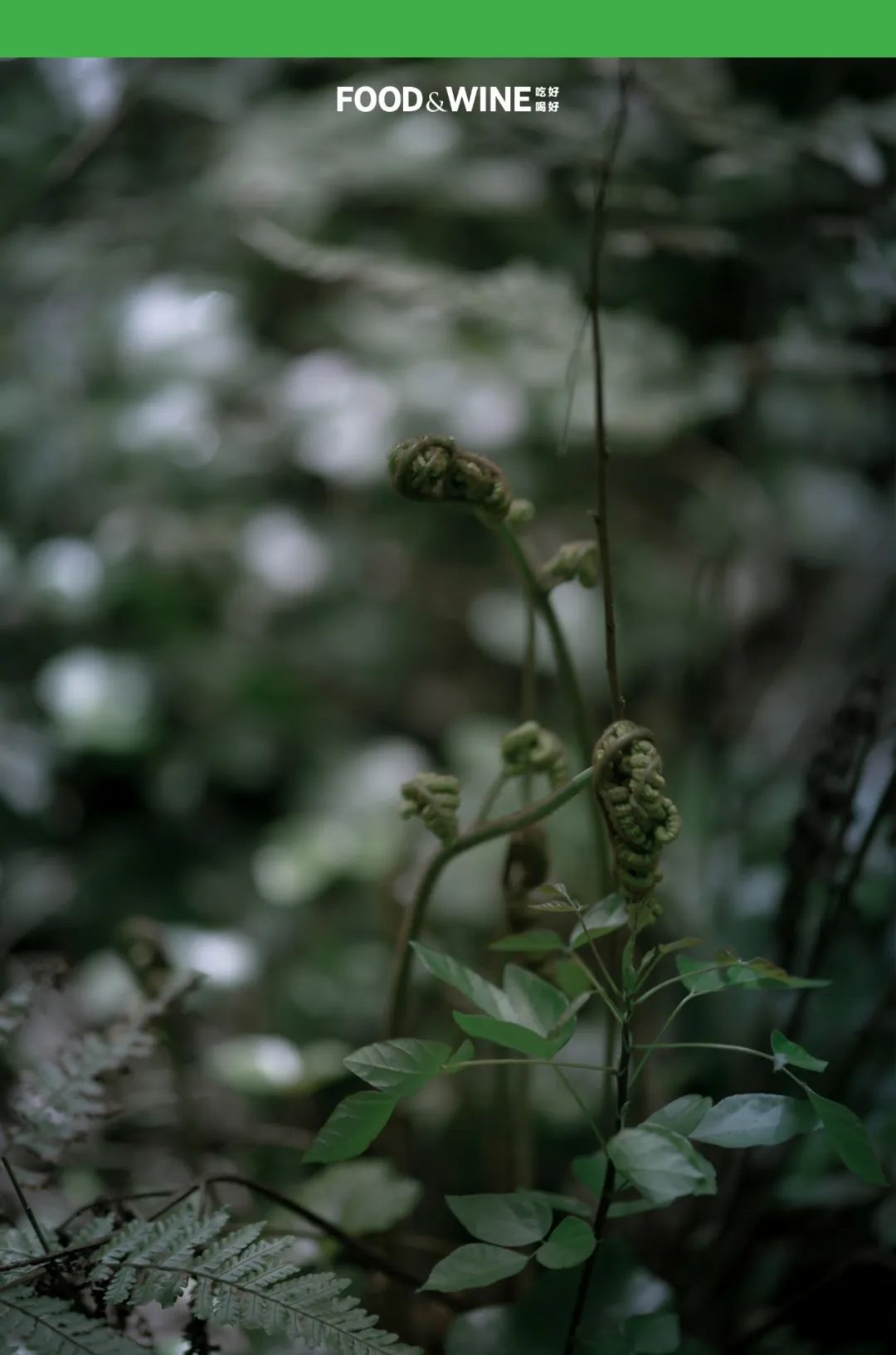 鏅痉闀囧搴欏悆鏂嬮キ,涓囧绂呭鏂嬮キ