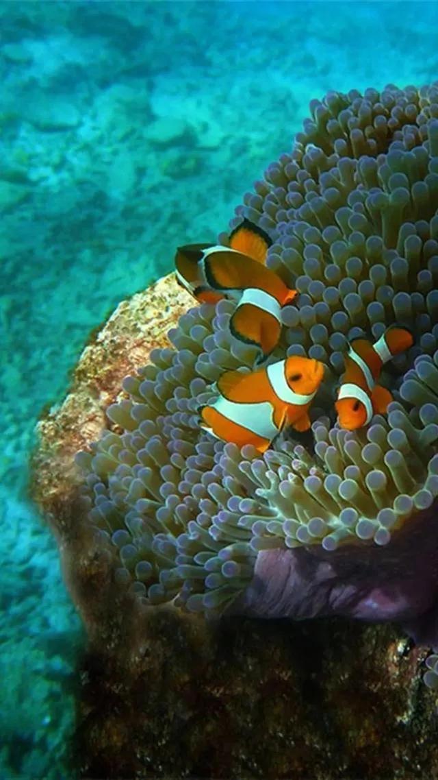 海底世界高清大图壁纸,手机动态海底世界鱼壁纸