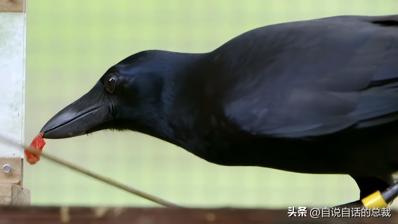 乌鸦为什么是外星人,外星人至今还未出现的5大原因