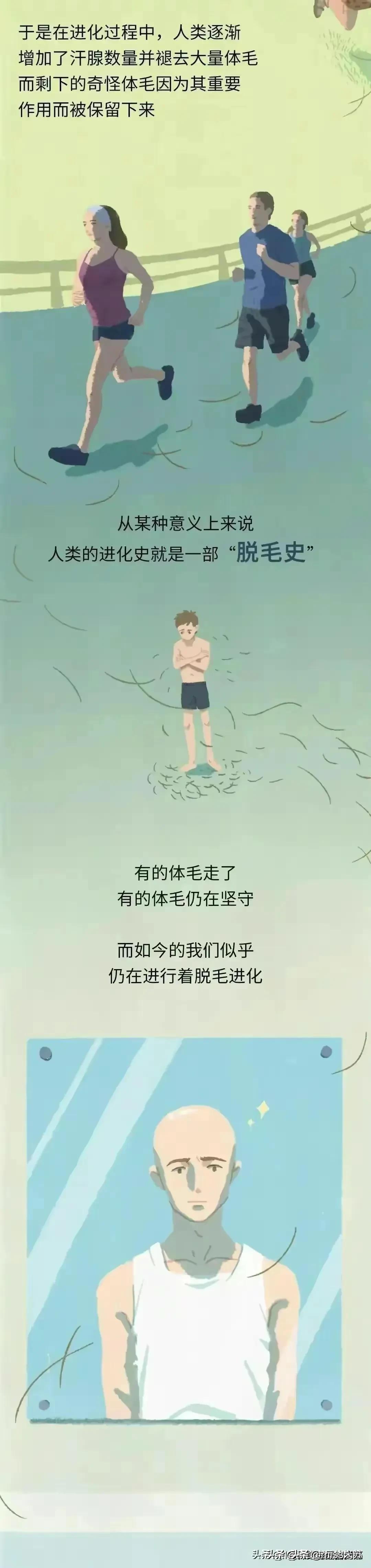 人类为何没有浓密的体毛,人类的体毛作用