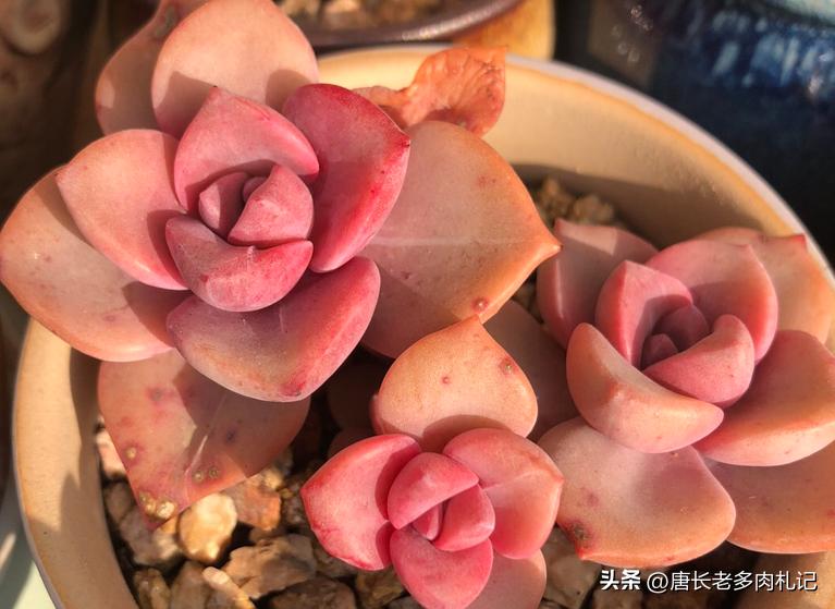 多肉彩虹糖和彩虹是一个品种吗 (多肉彩虹糖好养吗)