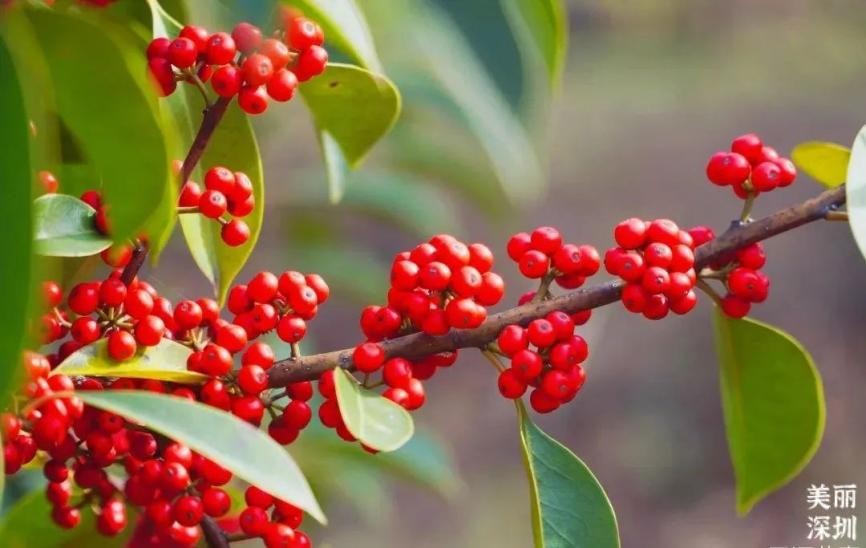 12月深圳赏花公园,11月份深圳哪个公园花好看