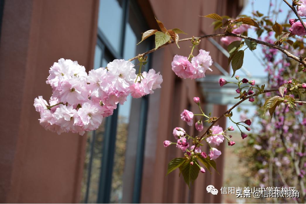 信阳文化渗透,信阳羊山中学传统文化