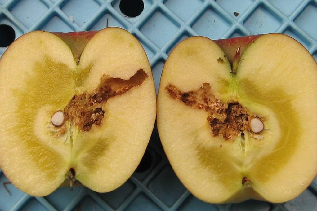 在水果里的虫子,水果套袋子能否防鸟虫