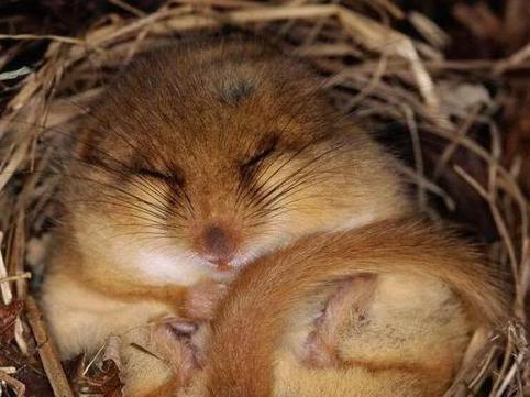 动物界的“睡神”，睡觉睡到去世，它是怎么做到的？